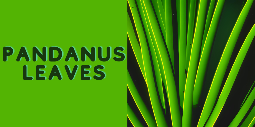 Rampe leaves Rampe (Pandanus amaryllifolius) mainly used for flavour